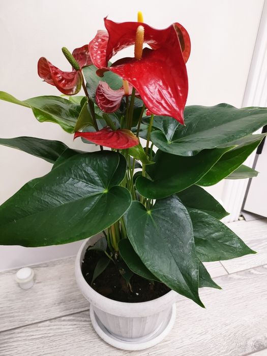 комнатные растения. доставка