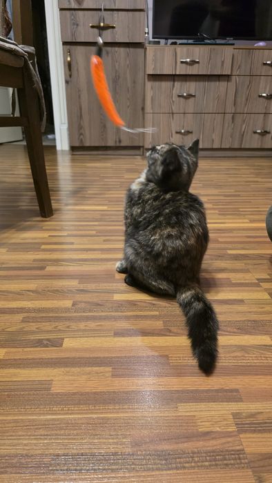 Котенок в добрые руки!!!