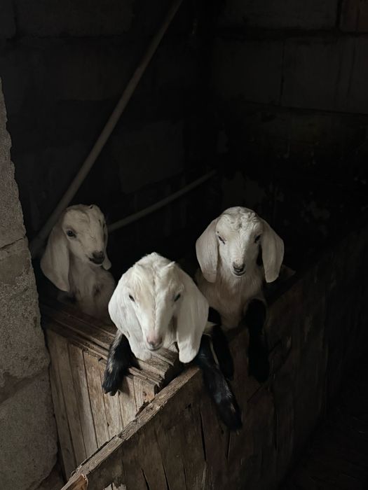 Продам козлят  Битал (Пакистан)