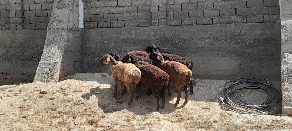 Qõchqorlar sotiladi