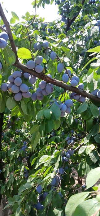 Vind   prune   pentru  consum  gem  compot