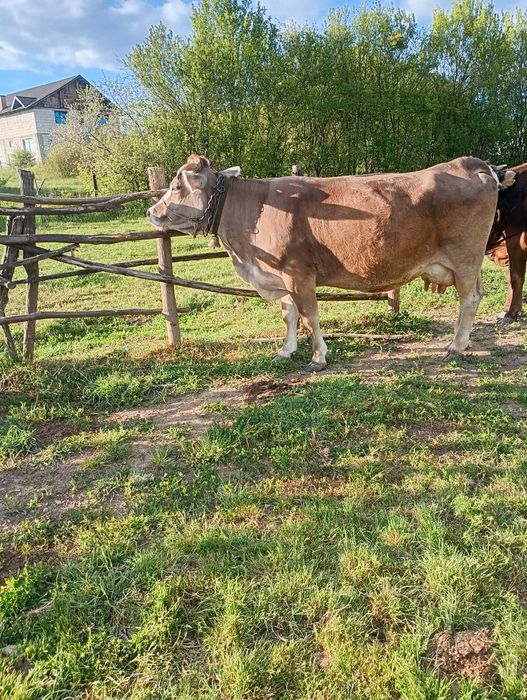 Vând vaca fătată recent