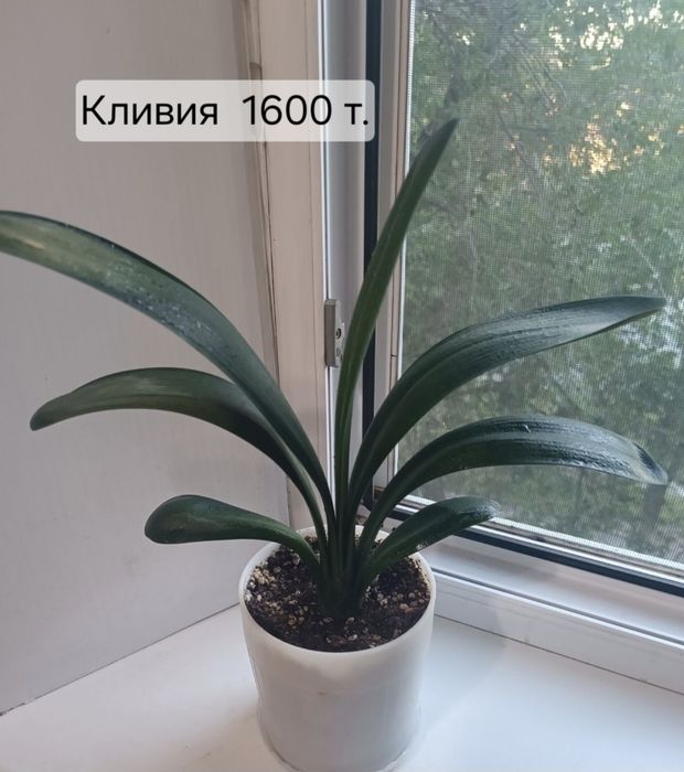 Продаю цветы разные