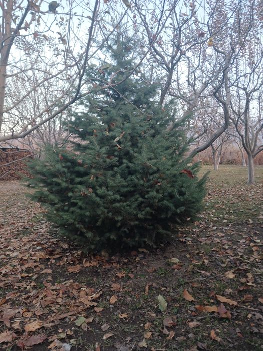 Продам живую Тянь-Шаньскую ель