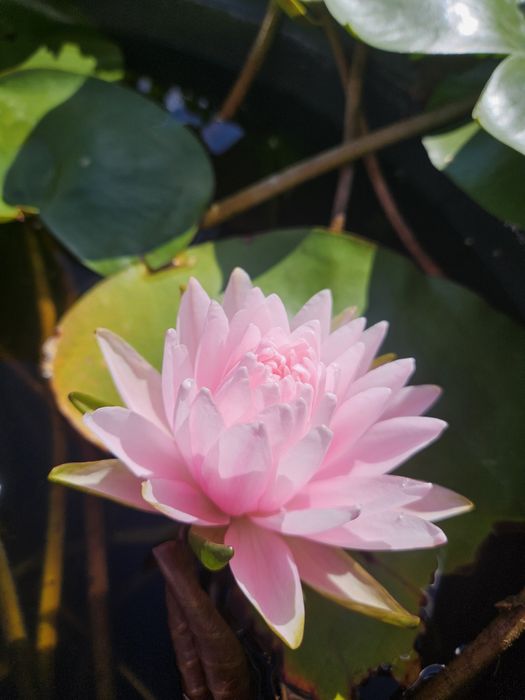 Кувшинка, водная лилия (нимфеи сортовые)