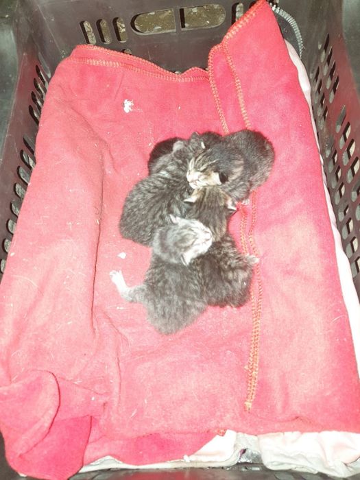 Котята серые шестеро