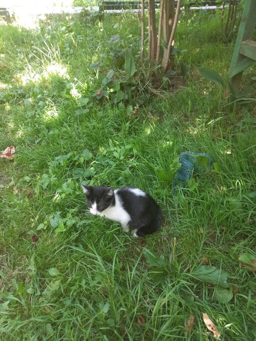 ofer pisoi de 1 luna spre adoptie in Pitesti sau Bucuresti