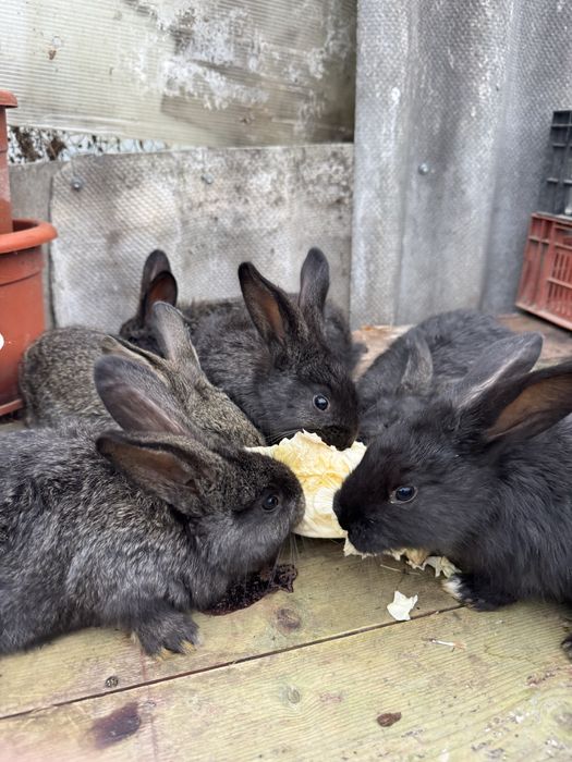 iepurasi urias german