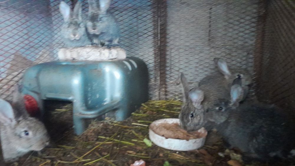 Продам крольчатов 10 штук