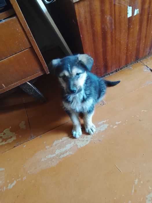 Симпатичные щенки двортерьеры