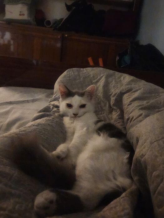 Отдам бесплатно котенка мальчика