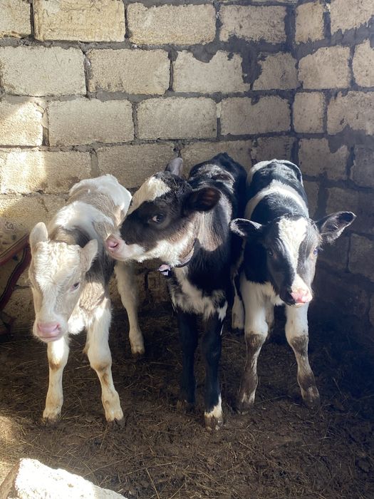 Продам гольштейн бычки 200000тг