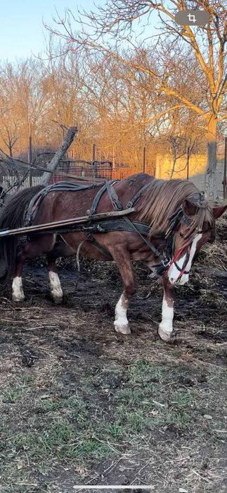 Vand iapa garntata de ham