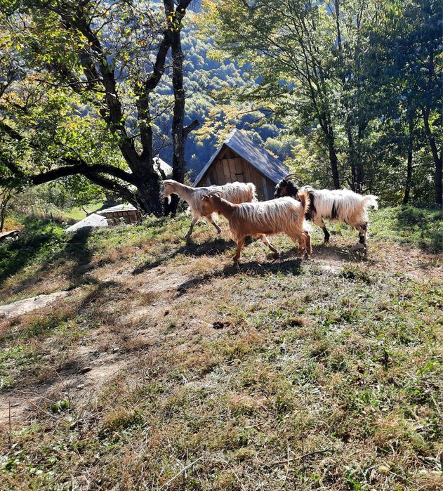 Capre de vânzare