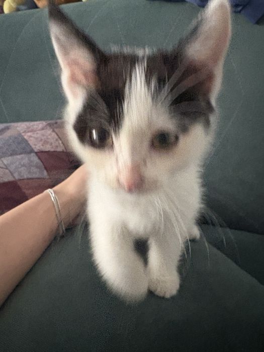 котенок отдам в добрые руки