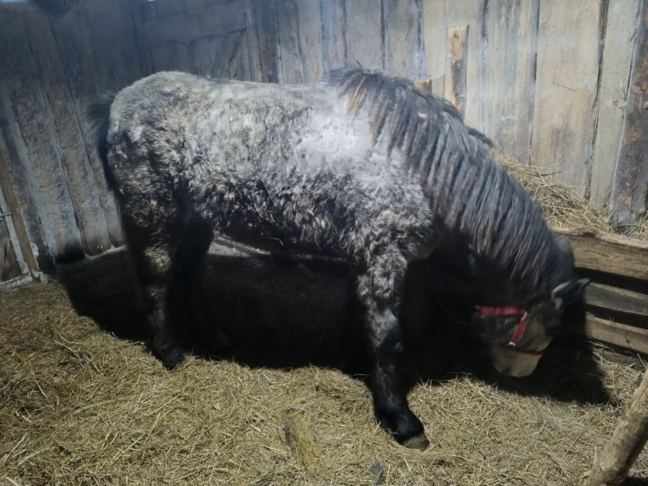 Продам кобылку 1.7 года