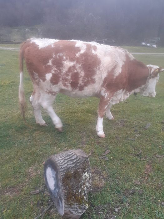 Vacă bălțata de 3 ani gestantă in luna a 7