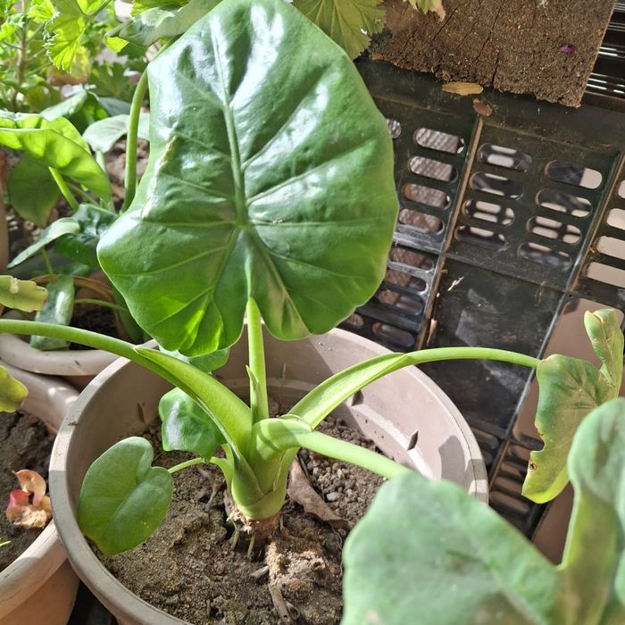 Срочно, Герани 500