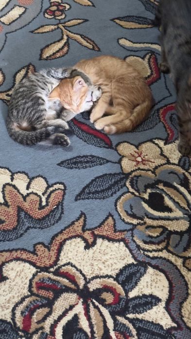 Отдаються котята в добрые руки