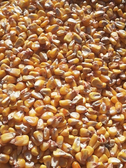 Porumb boabe 2025 Ocolis