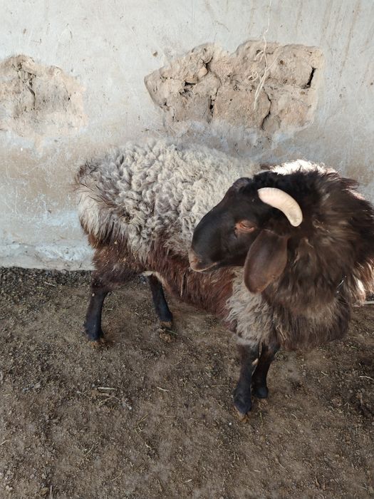 Кошкар сатылады,,,