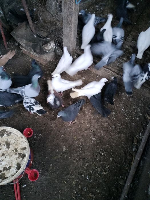 Porumbei de vânzare