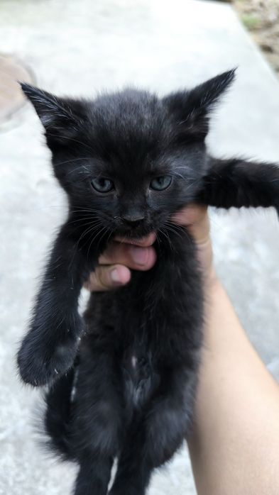 Mushuklar tekinga beraman