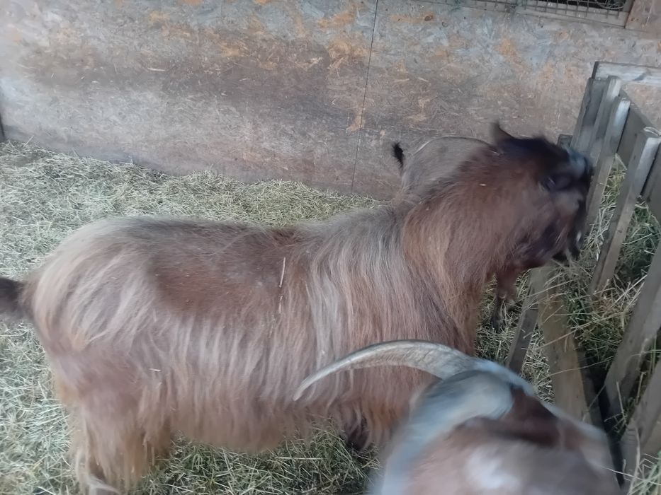 Țap de 4 ani de vânzare