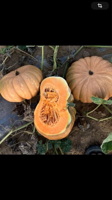 Продам домашнюю тыкву