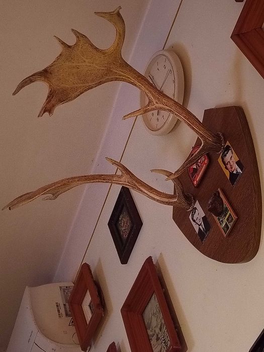 Vând pereche coarne cerb lopatar