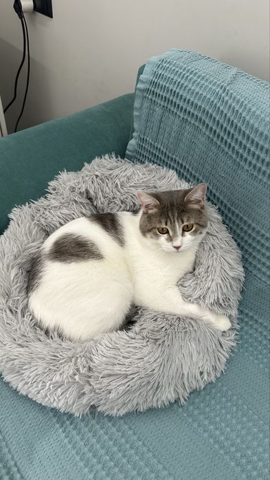 Отдам кота бесплатно