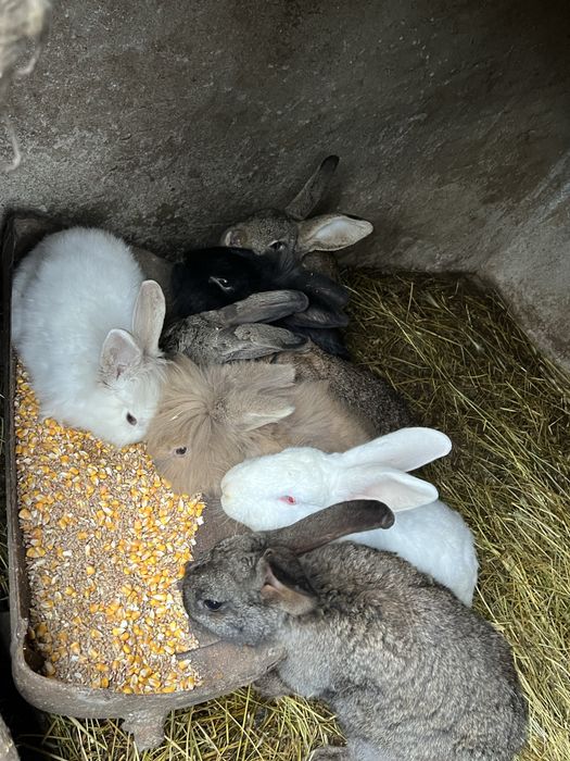 Iepuri metis belgian