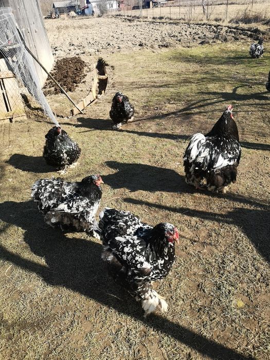 Oua de pasari de rasa cochinchina pentru incubat