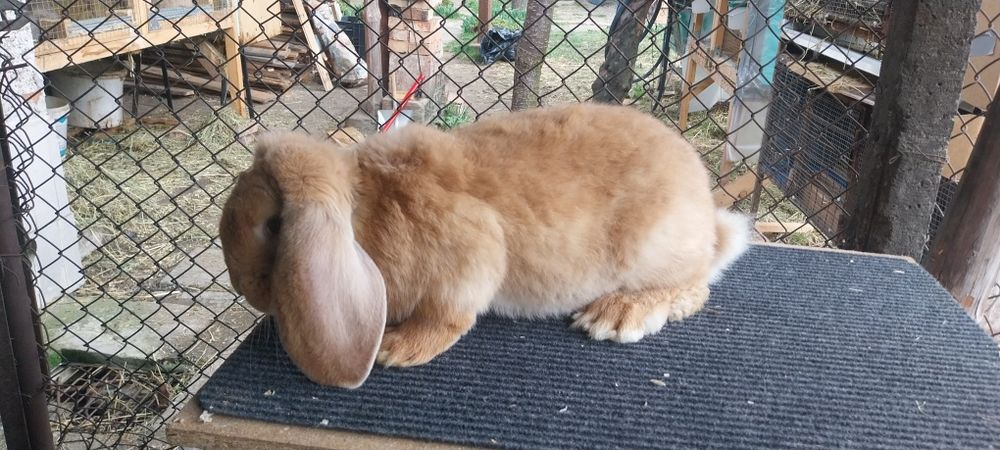 Зайци за разплод френски кочоват