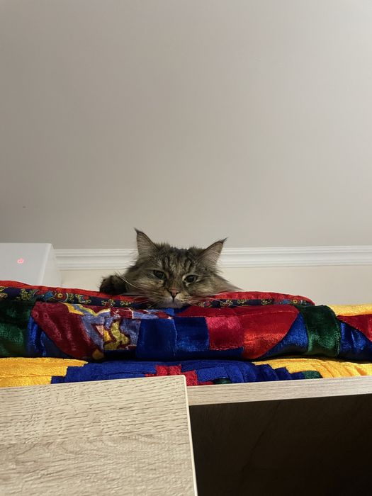 Мейнкун помесь с обычной кошкой