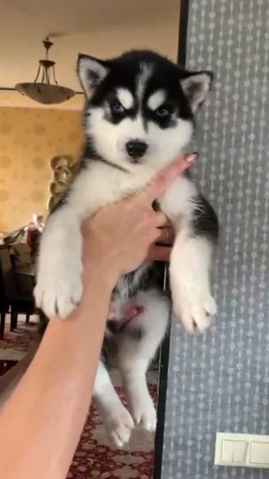 девочка хаски 2 мес