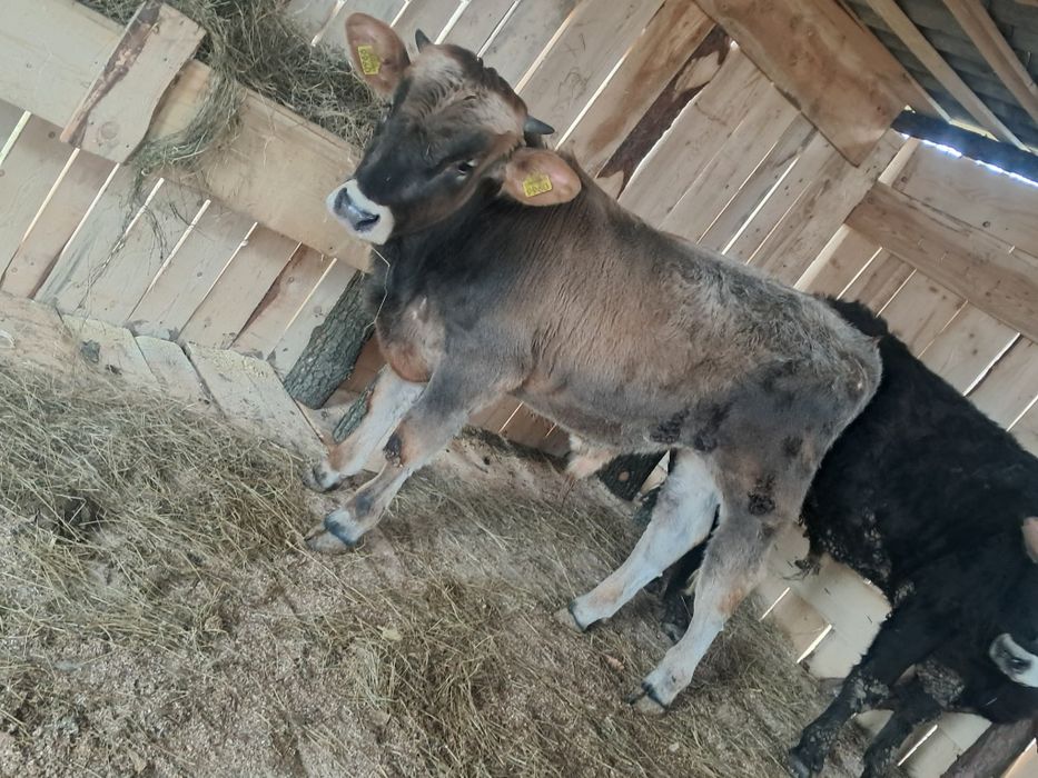 Vand 2 tauri de tinut sau sacrificat