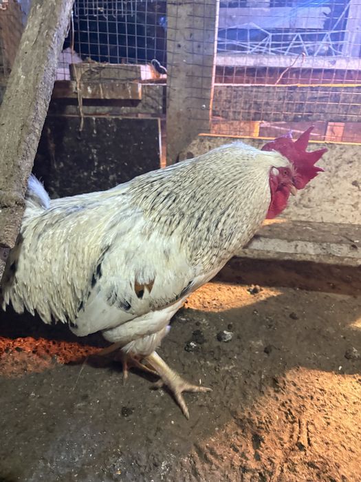 Қораз.әтеш сатылады