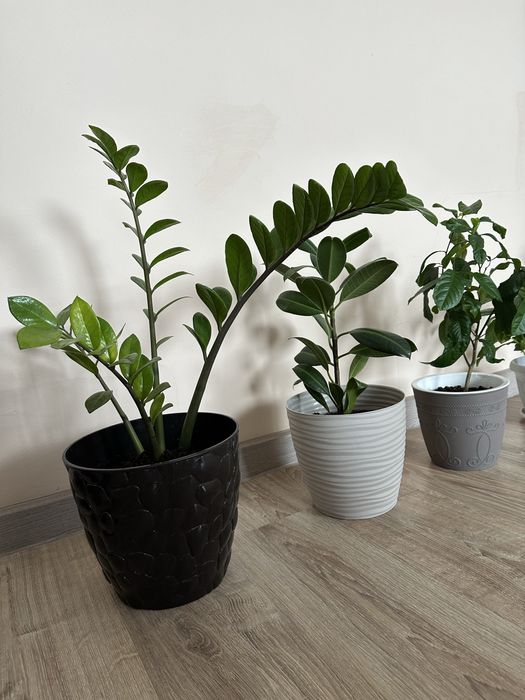 Цветы в горшоке разных видов