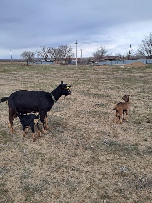 Козлята молочной породы.