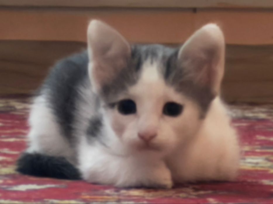 котенки 1,5 месяцев