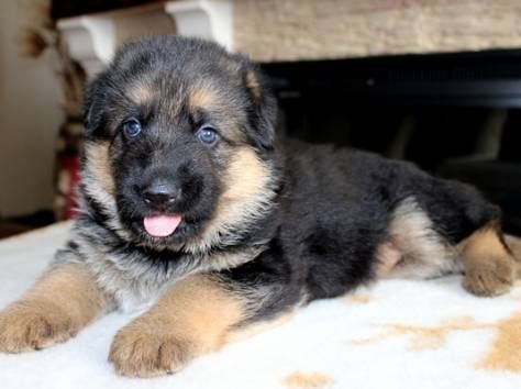 Щенки немецкой овчарки