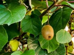 Pomi Exotici (Soiuri De Kiwi )