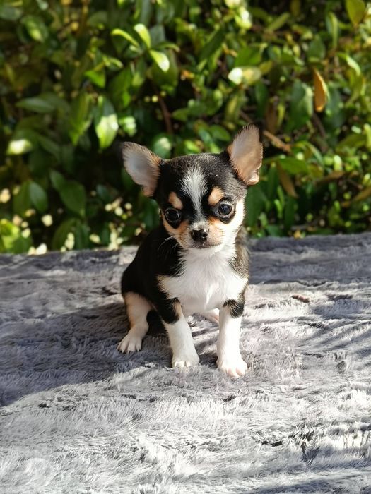 Късокосмето чихуахуа