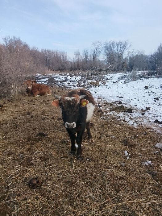 Обмен жоқ ақшалай керек