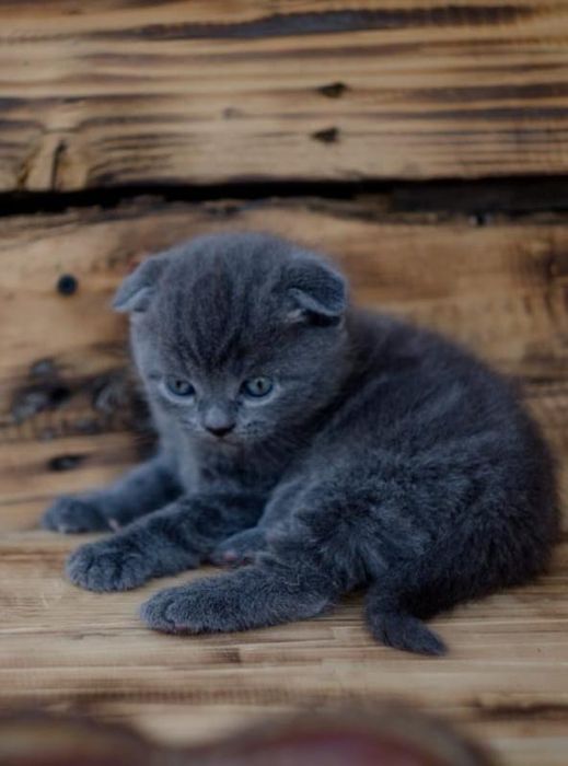 Скоттиш Фолд.  Голубой окрас.