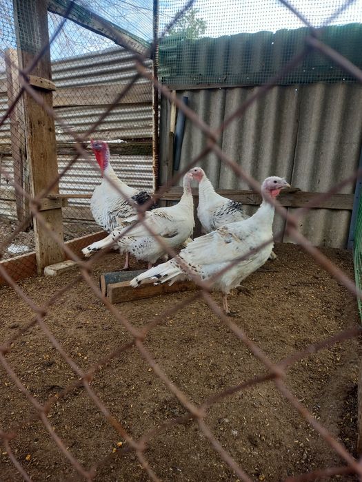 Продам индюка с индюшками