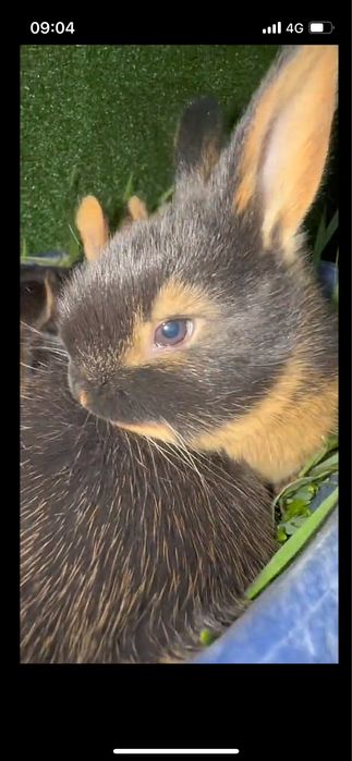 Огнёвка (черно-огненный) кролик