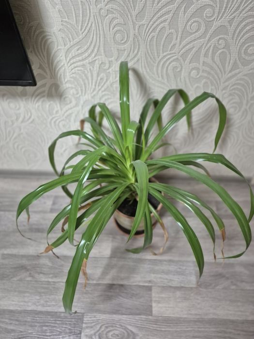 Домашние цветы, для дома