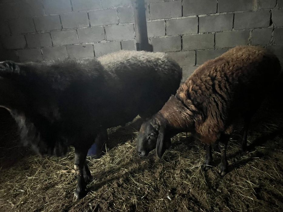 продам кошкар семиз